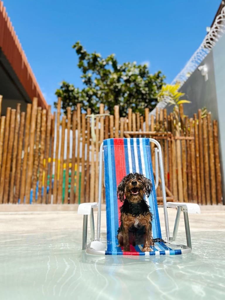 Cão descansando em uma cadeira na piscina da Socializacao PET