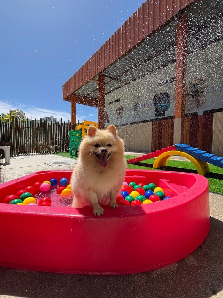 Cão brincando no espaço externo da Socializacao PET