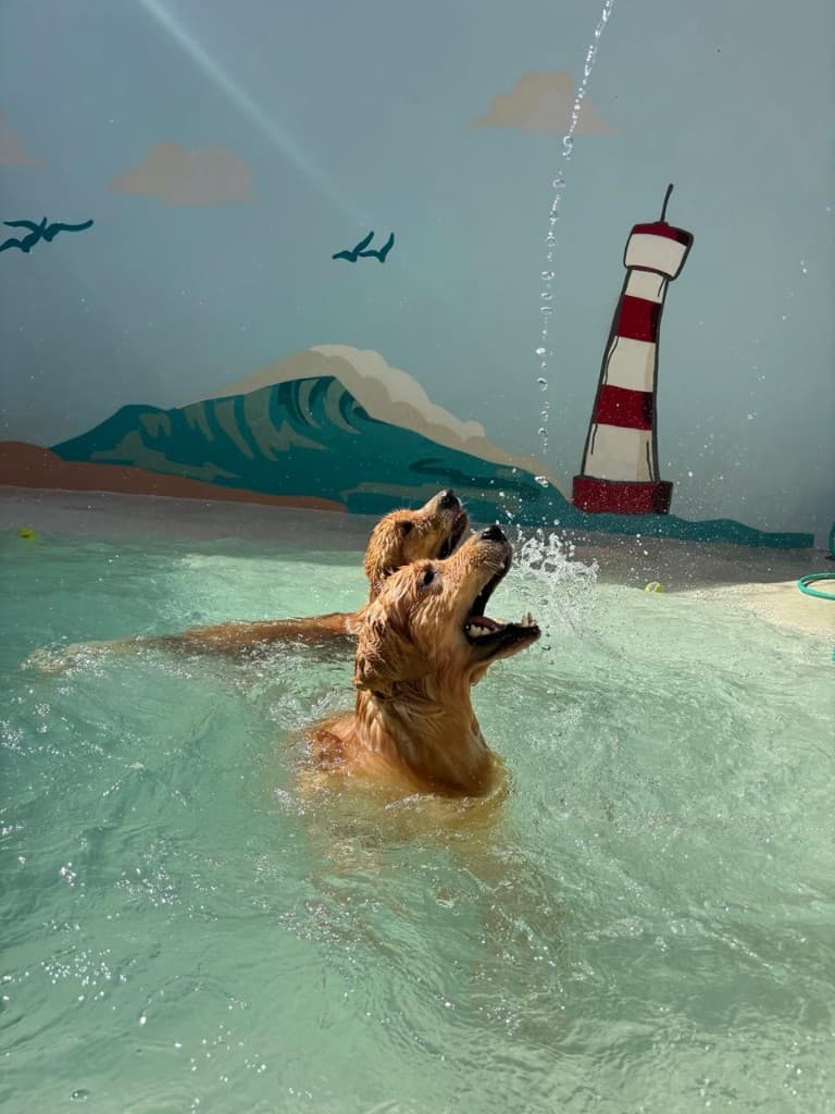 Cães brincando na piscina da Socializacao PET